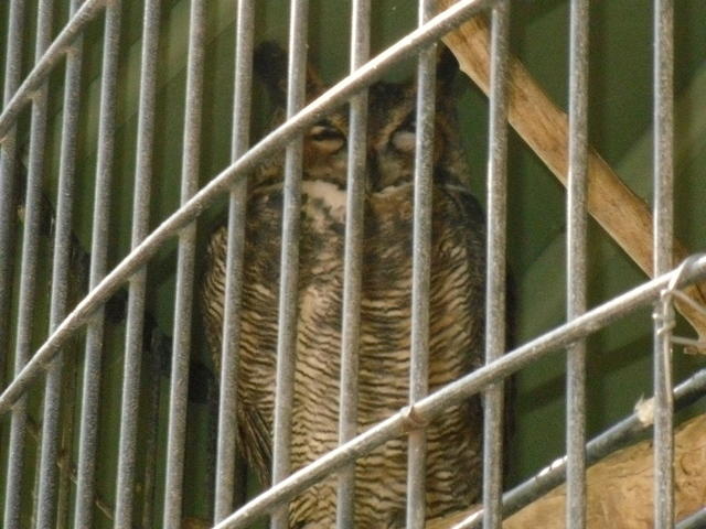 SDC11107
