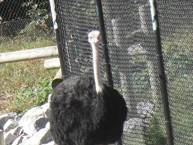 SDC11138