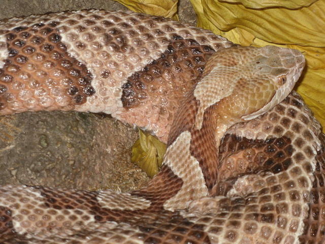 SDC11185