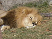 SDC11115