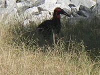 SDC11147