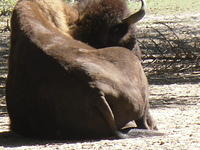 SDC11153
